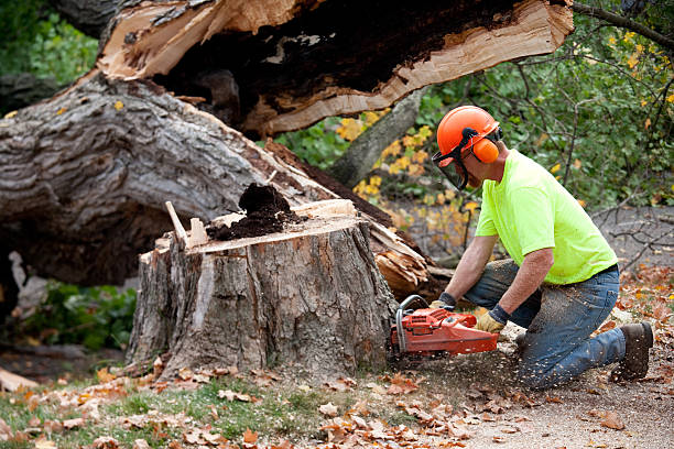 Villa Ridge, MO Tree Services Company